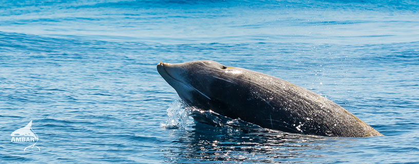 Crónicas del mar: avistamiento de cetáceos