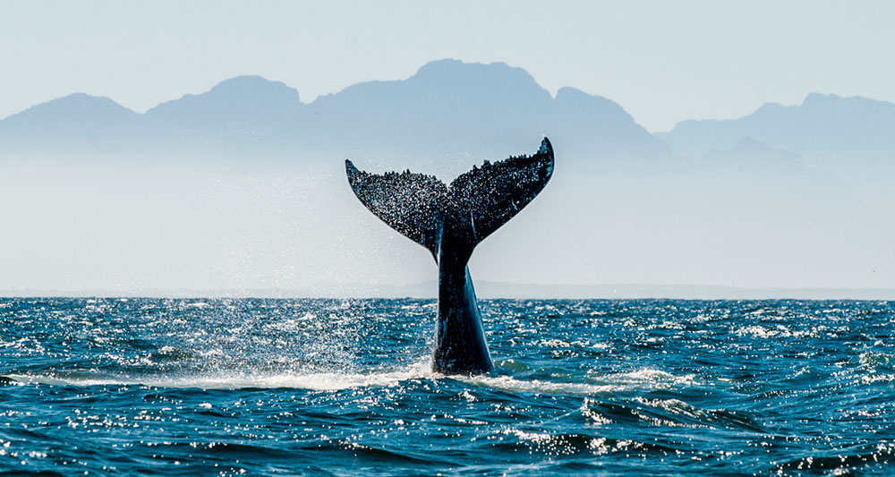 ¿Cómo contribuyen las ballenas a frenar el cambio climático?