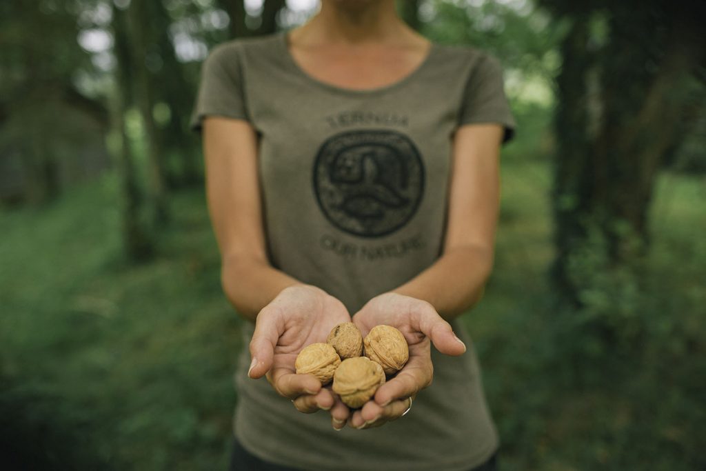 Nutcycle walnuts and shirt made from the natural dye of walnuts