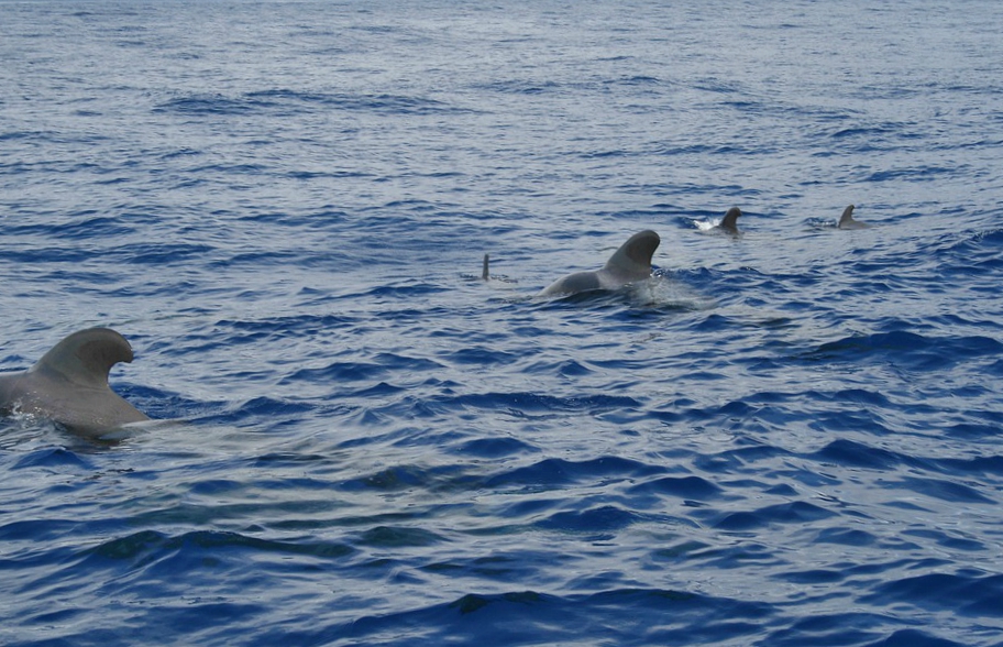 ecoturismo-ballenas-tenerife