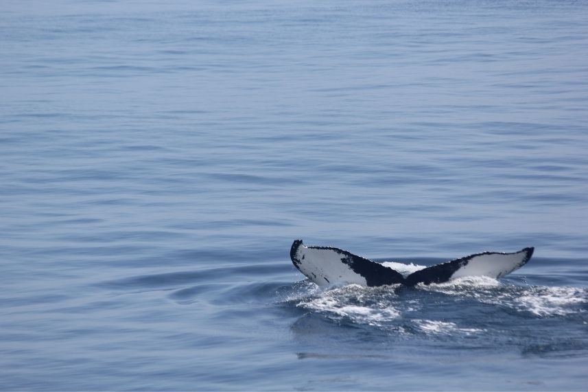 Nuestras ballenas, nuestra historia