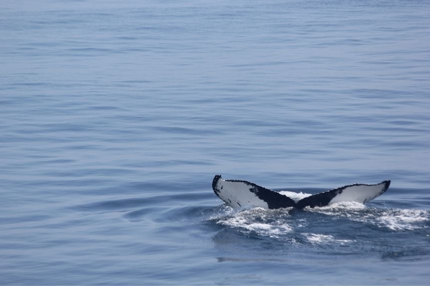 Nuestras ballenas, nuestra historia