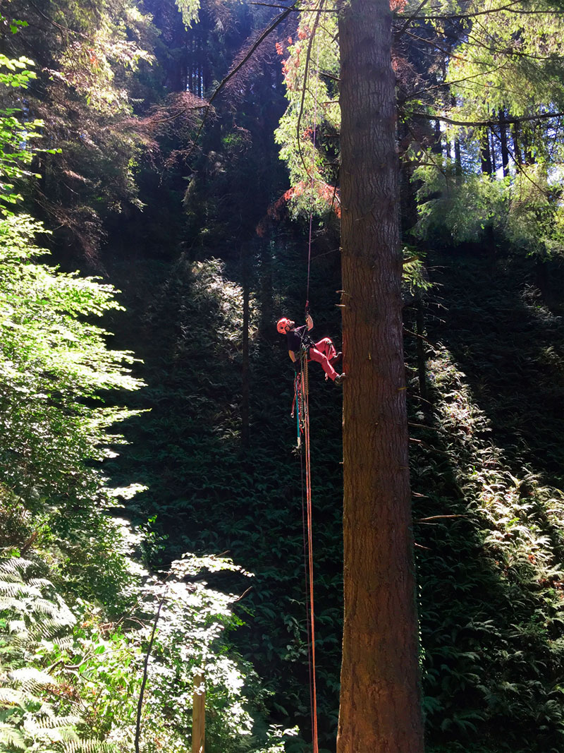 tree-climbing-abeto