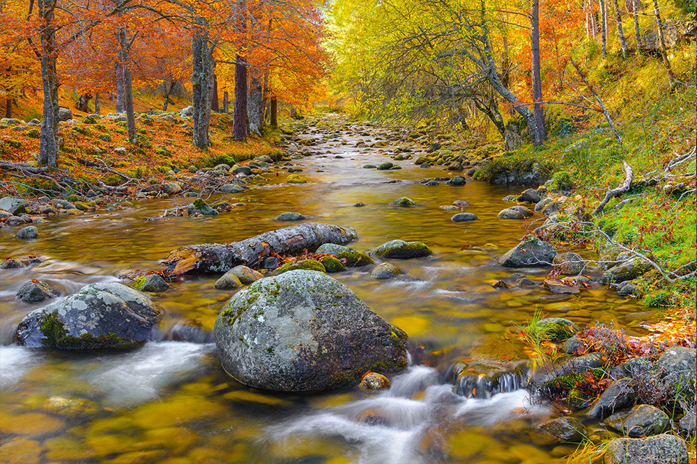 Bosque en cameros