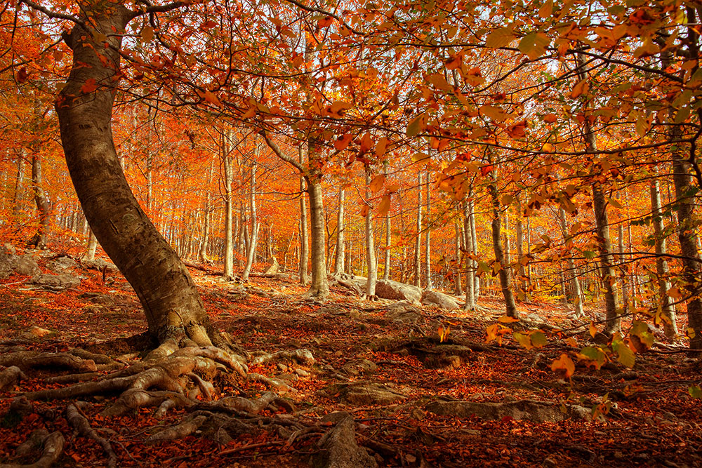 Montseny en otoño