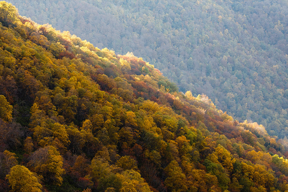 Bosque de Muniellos